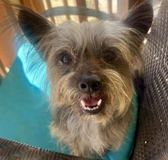 Photo of Tazz