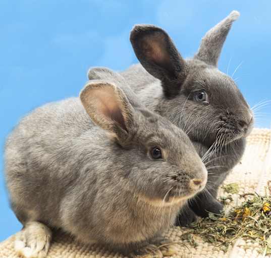 Photo of George (& Louise - bonded pair