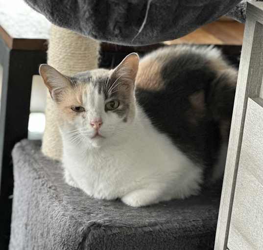 Photo of Torvi