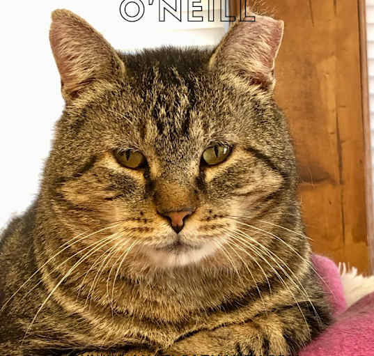 Photo of O'Neill