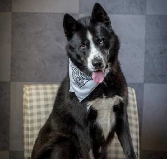 Photo of Nanook