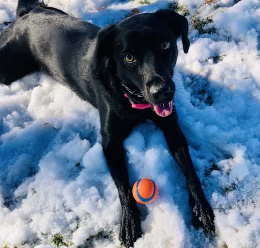 Photo of Bella