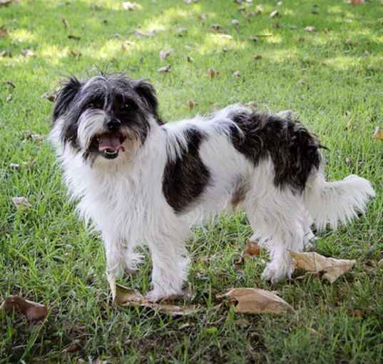 Photo of Ricky   Contact Sylva/Rachel