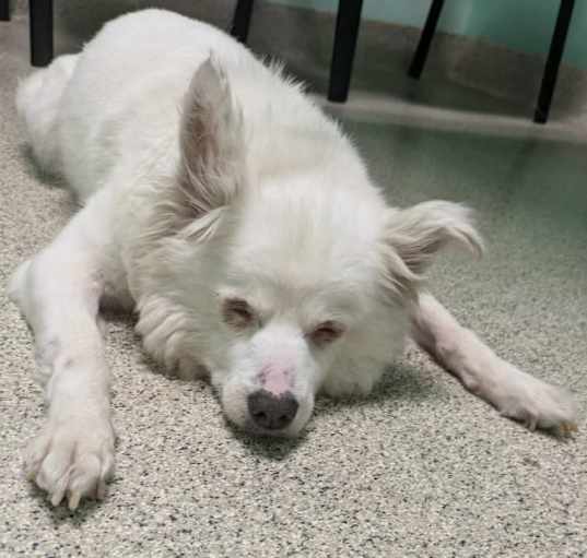 Photo of Lucy  contact Sylva/Rachel