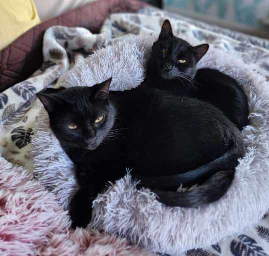 Photo of Emi & Kalea [Foster Needed]