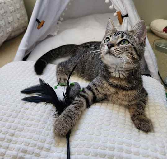 Photo of Simba
