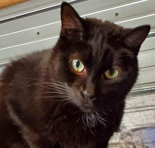 Photo of Shadow