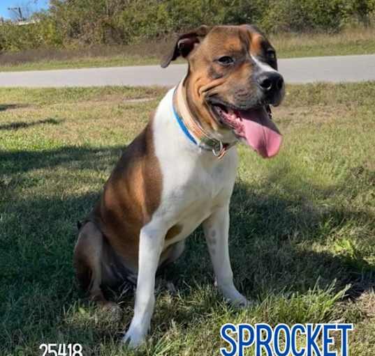 Photo of Sprocket