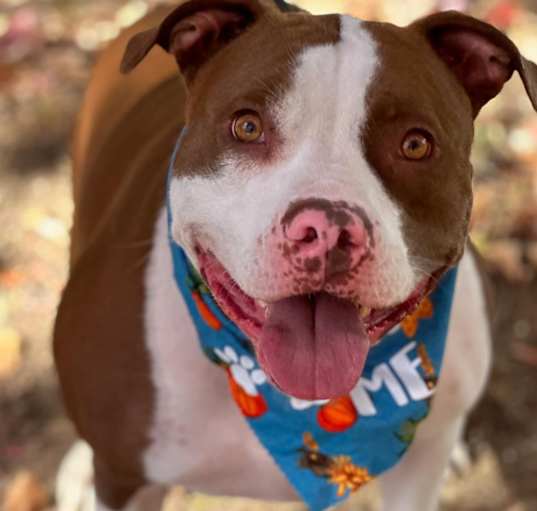 Photo of Dozer