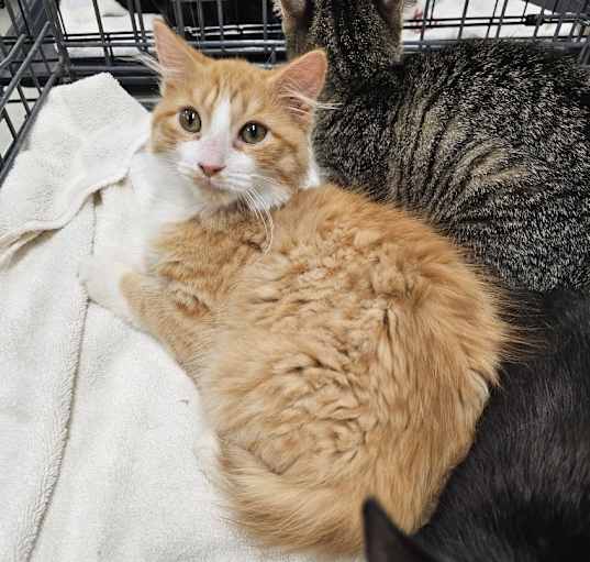 Photo of Garfield