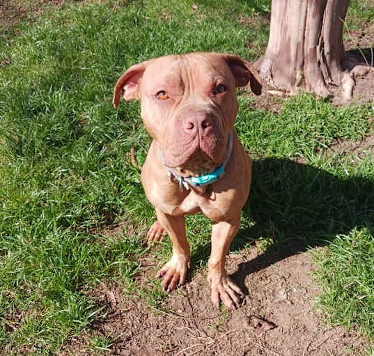 Photo of Ralphie