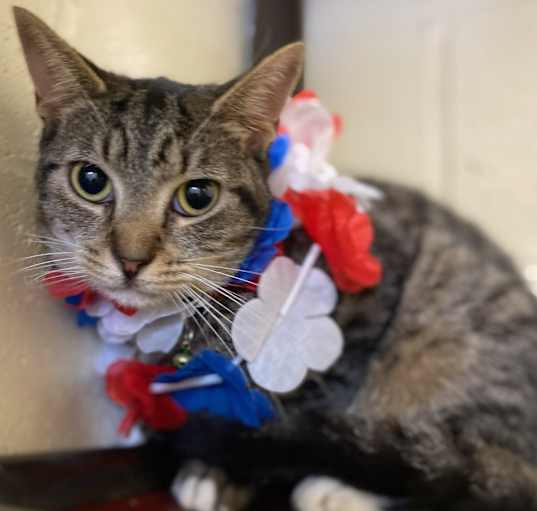 Photo of Piper
