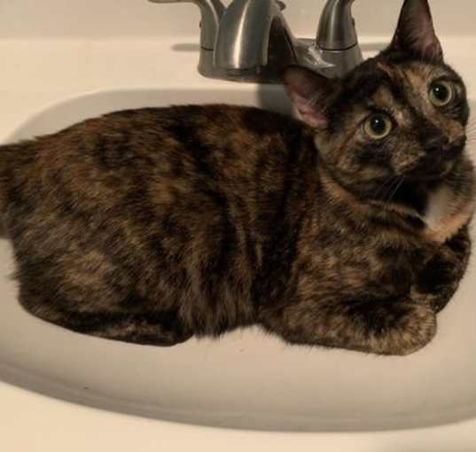 Photo of Henrietta