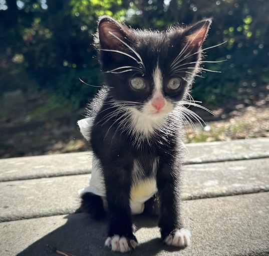 Photo of Maestro