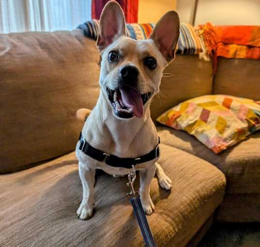 Photo of Otis