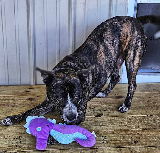 Photo of Tigger