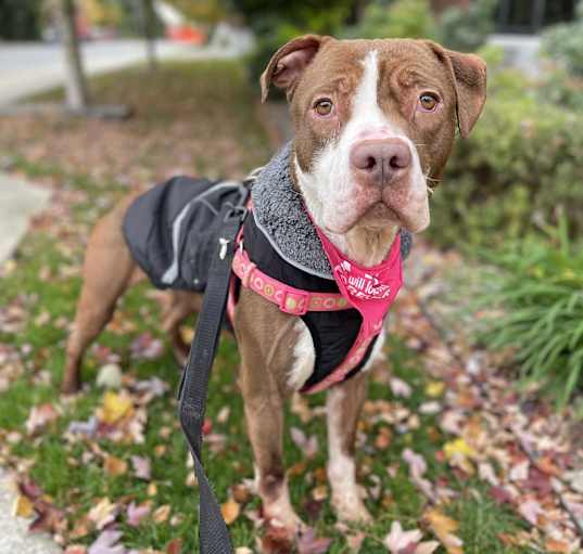 Photo of Delilah