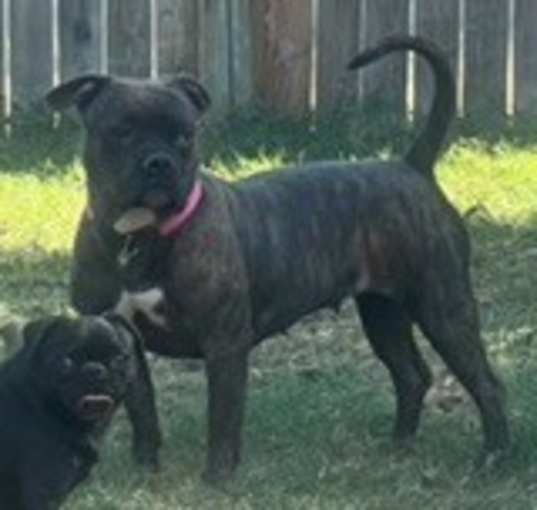 Photo of Beretta