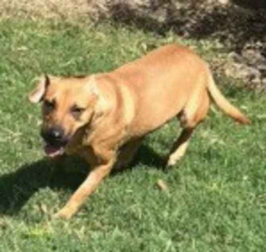 Photo of Skippy