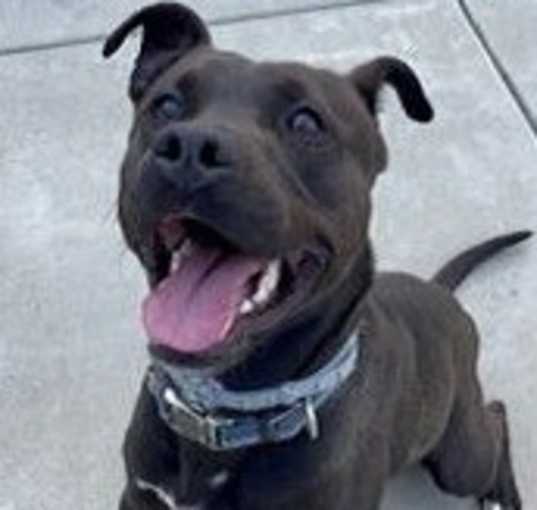 Photo of Bruno