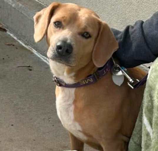 Photo of Dixie