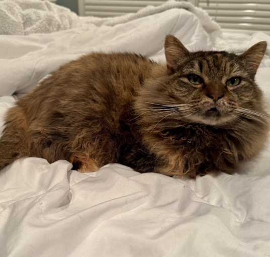Photo of Willow
