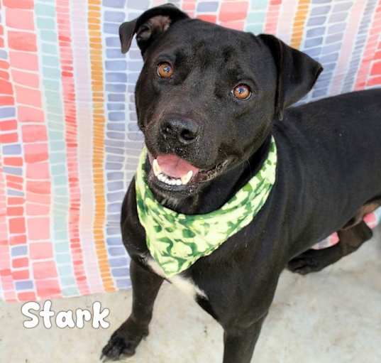 Photo of Stark