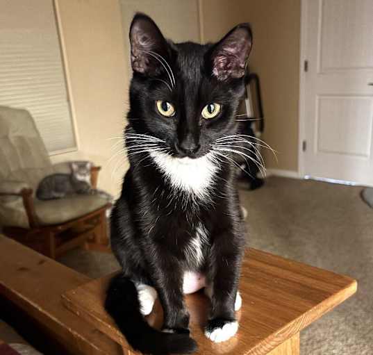 Photo of Jenkins - Shannon's Litter