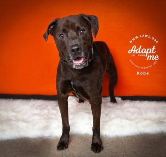 Photo of Kobe