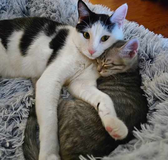 Photo of Spottie