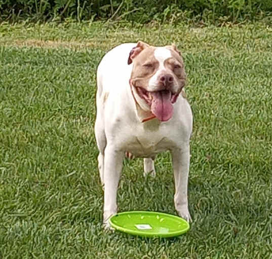 Photo of Bella