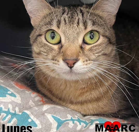 Photo of Lunes