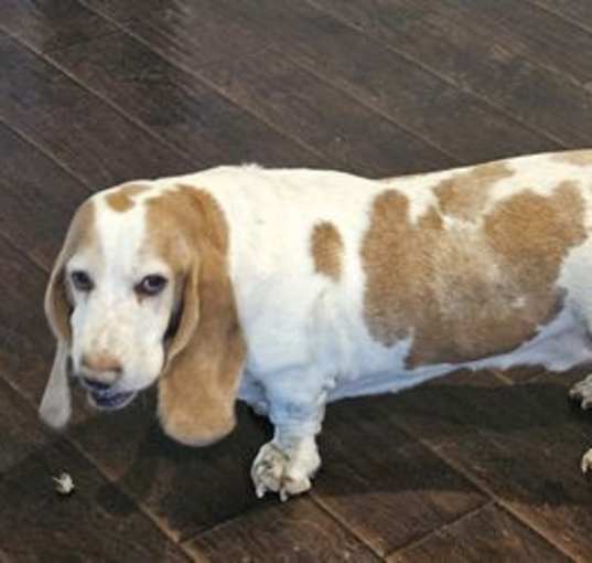 Photo of Scooter