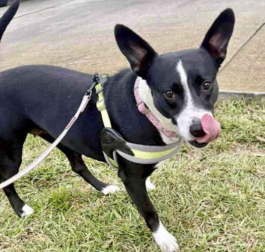 Photo of Hiccup