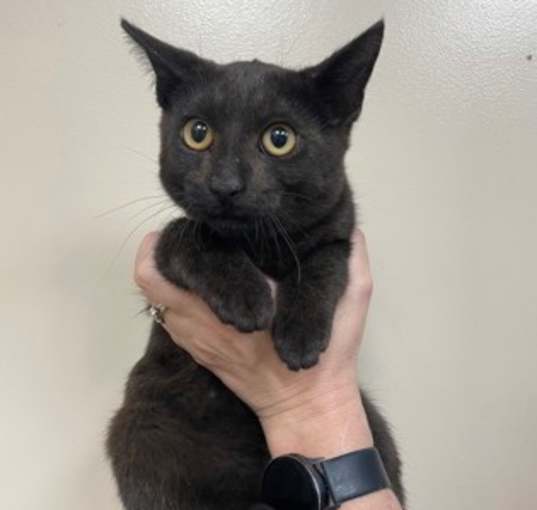 Halo rescue cats clearance