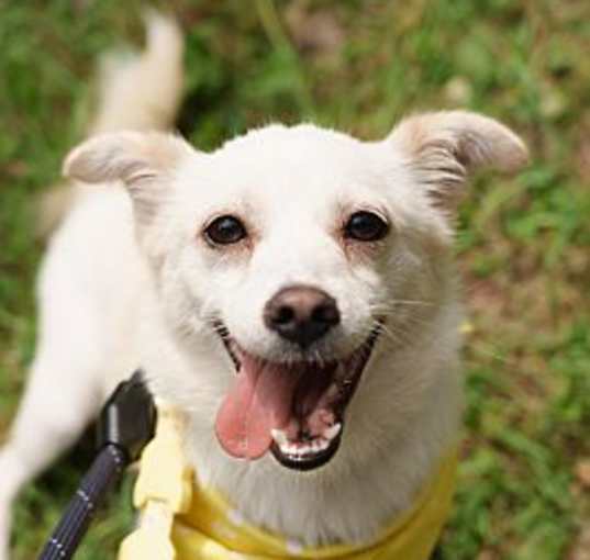 Photo of Bori (D)