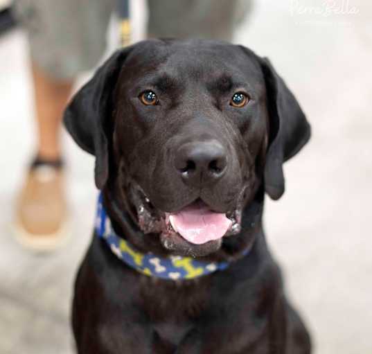 Photo of Ruger