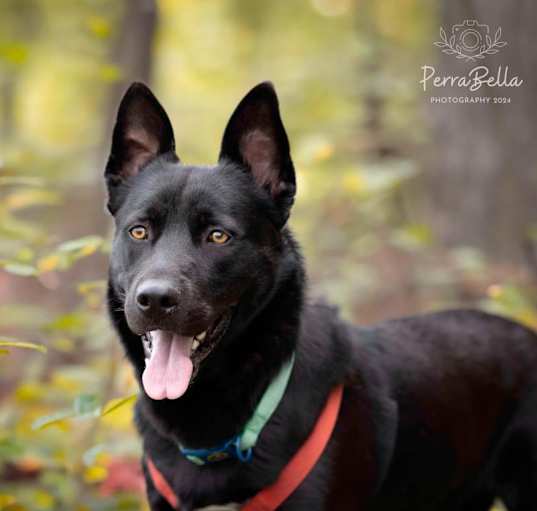 Photo of Bear