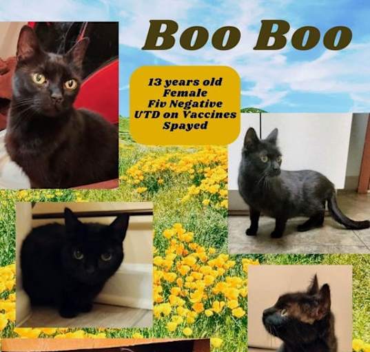 Photo of Boo Boo