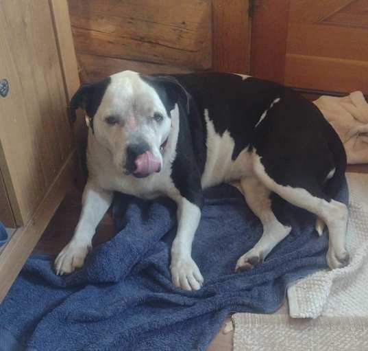 Photo of Stella