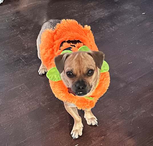 Photo of Buster