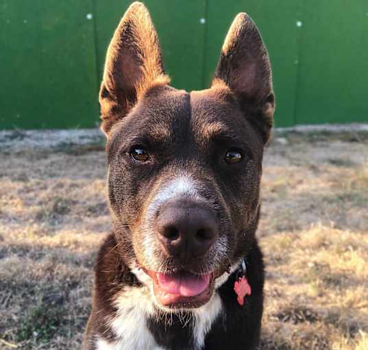Photo of KODA
