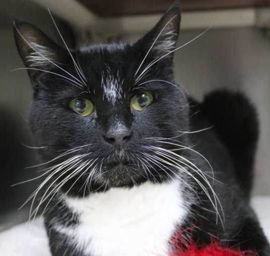 Photo of Junior