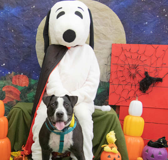Photo of Duke Wags