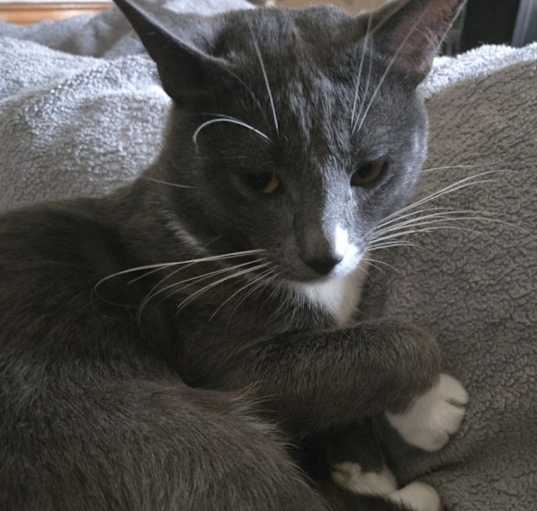 Photo of Chester