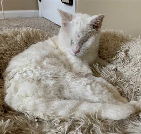 Photo of Melon