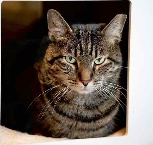 Photo of MAPLE