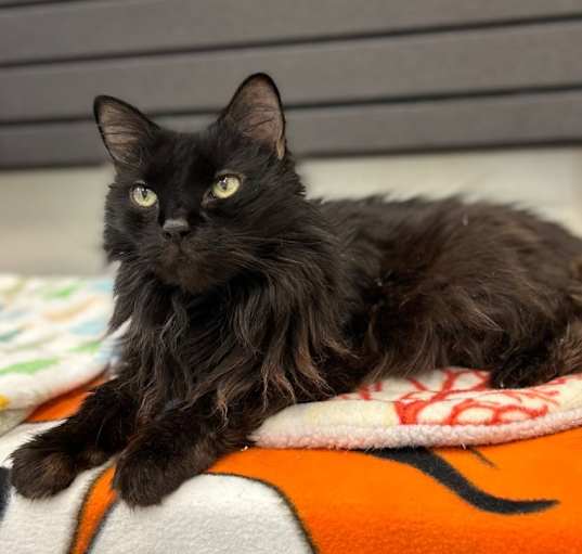 Photo of Napoleon (aka Pierre)