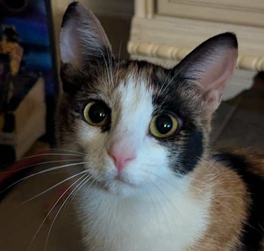 Photo of Ghost