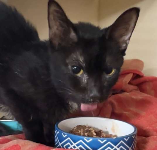 Photo of Ruby Slippers-(FIV+)